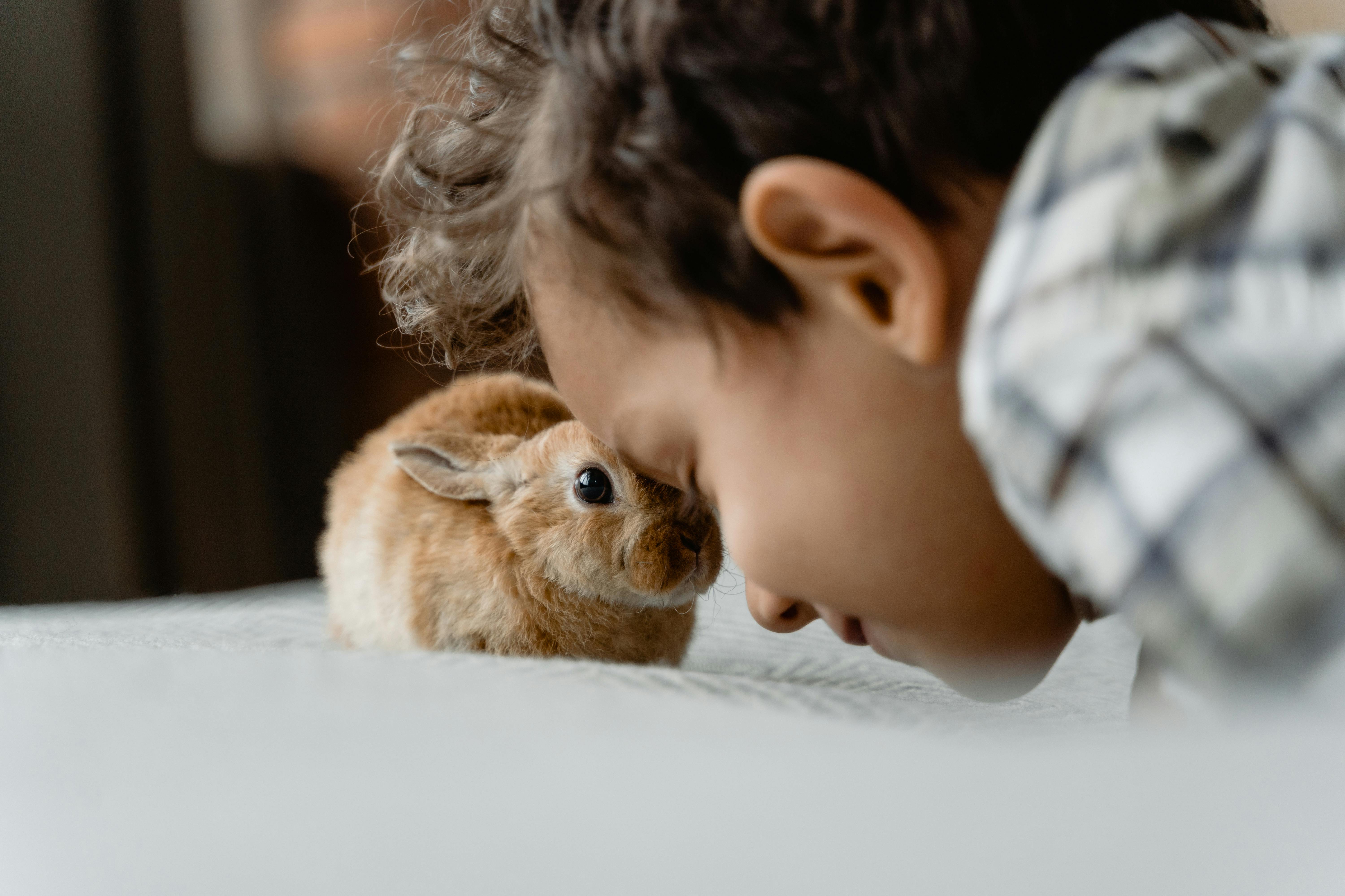 Best 5 Ways to Experience Hamster and Gretel Season 2 in 2025!