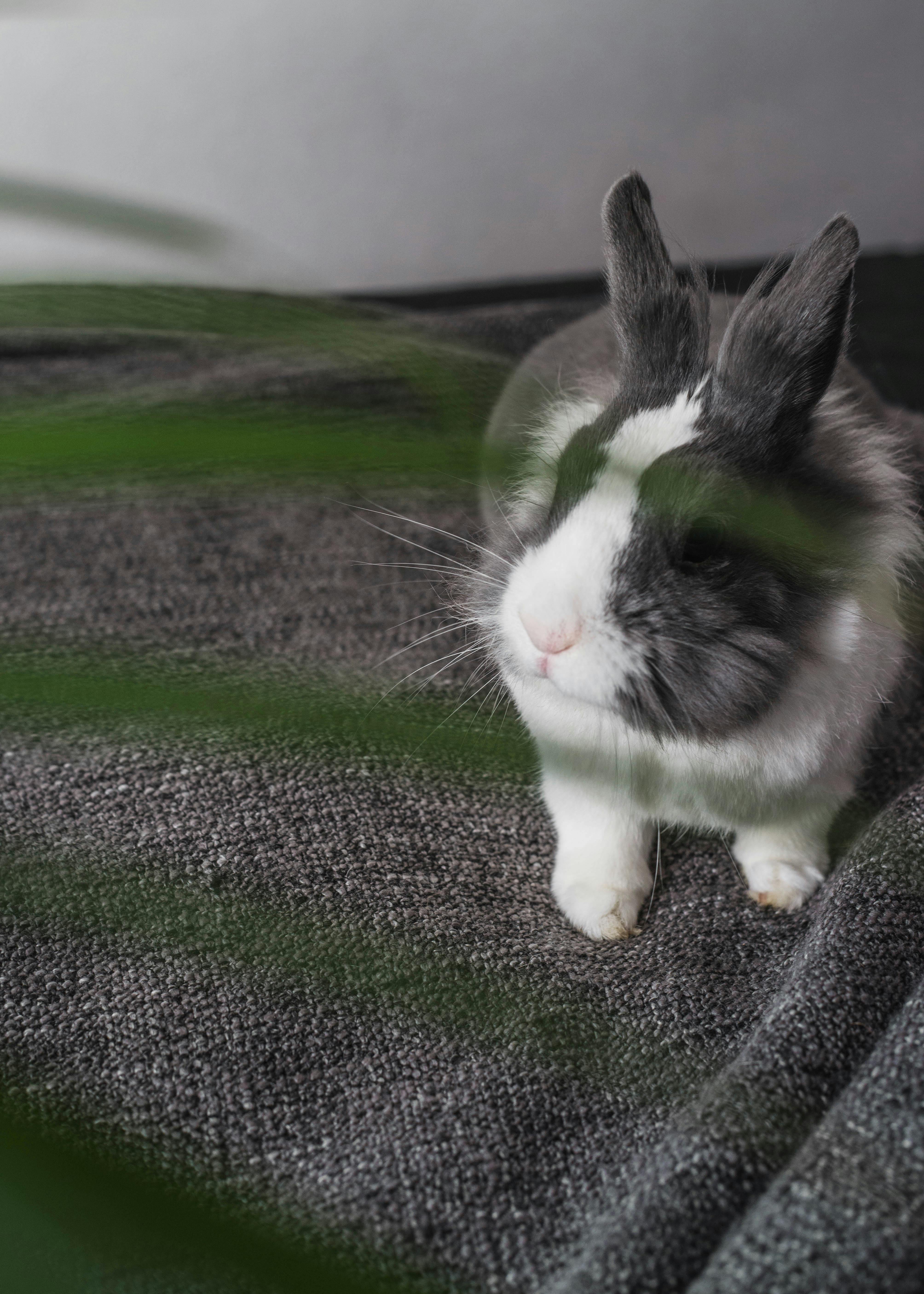 Smart Ways to Enhance Guinea Pig Well-being: Discover Practical Tips for Healthier Pets in 2025