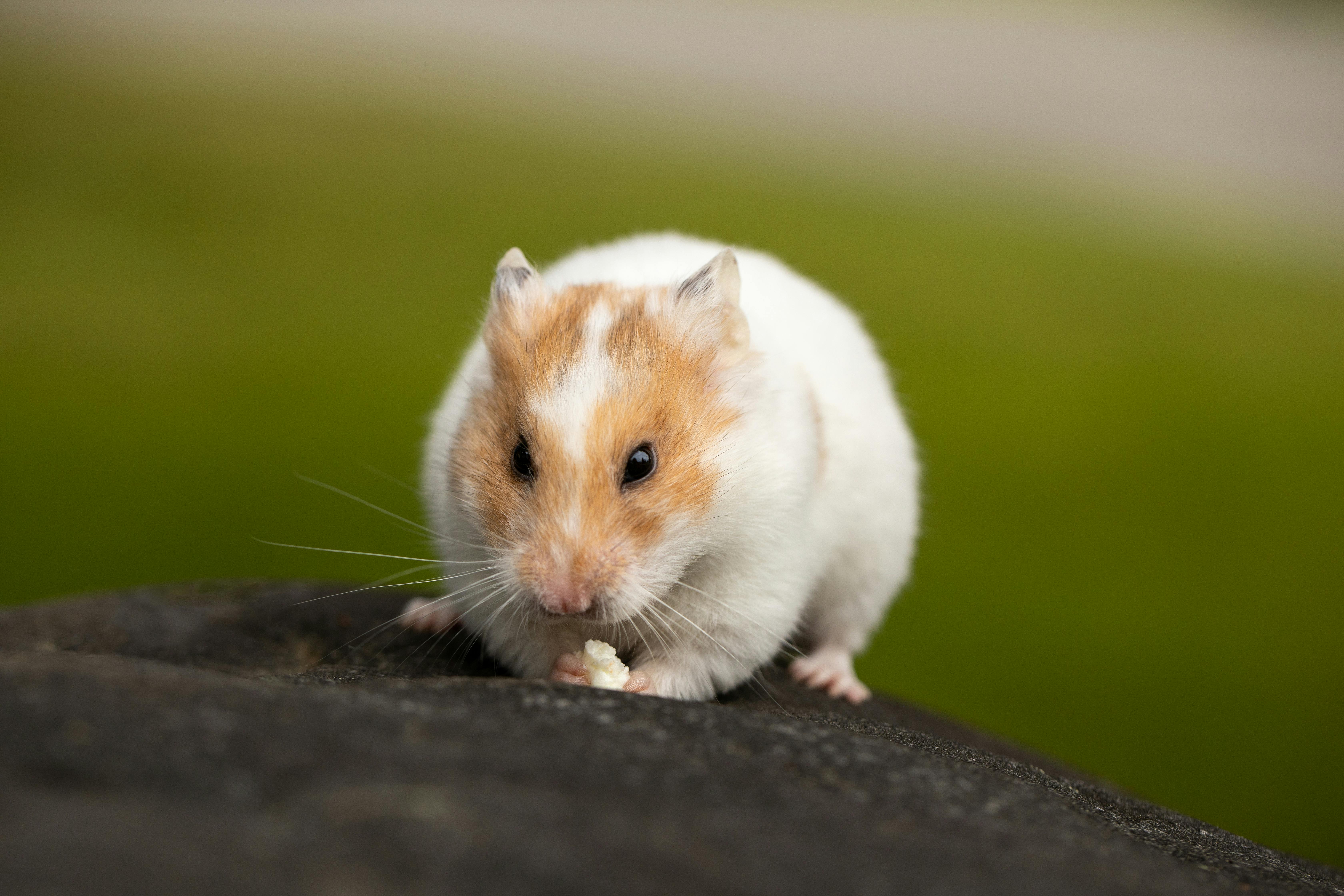 Top 7 Practical Solutions for Choosing Hamster Bedding in 2025