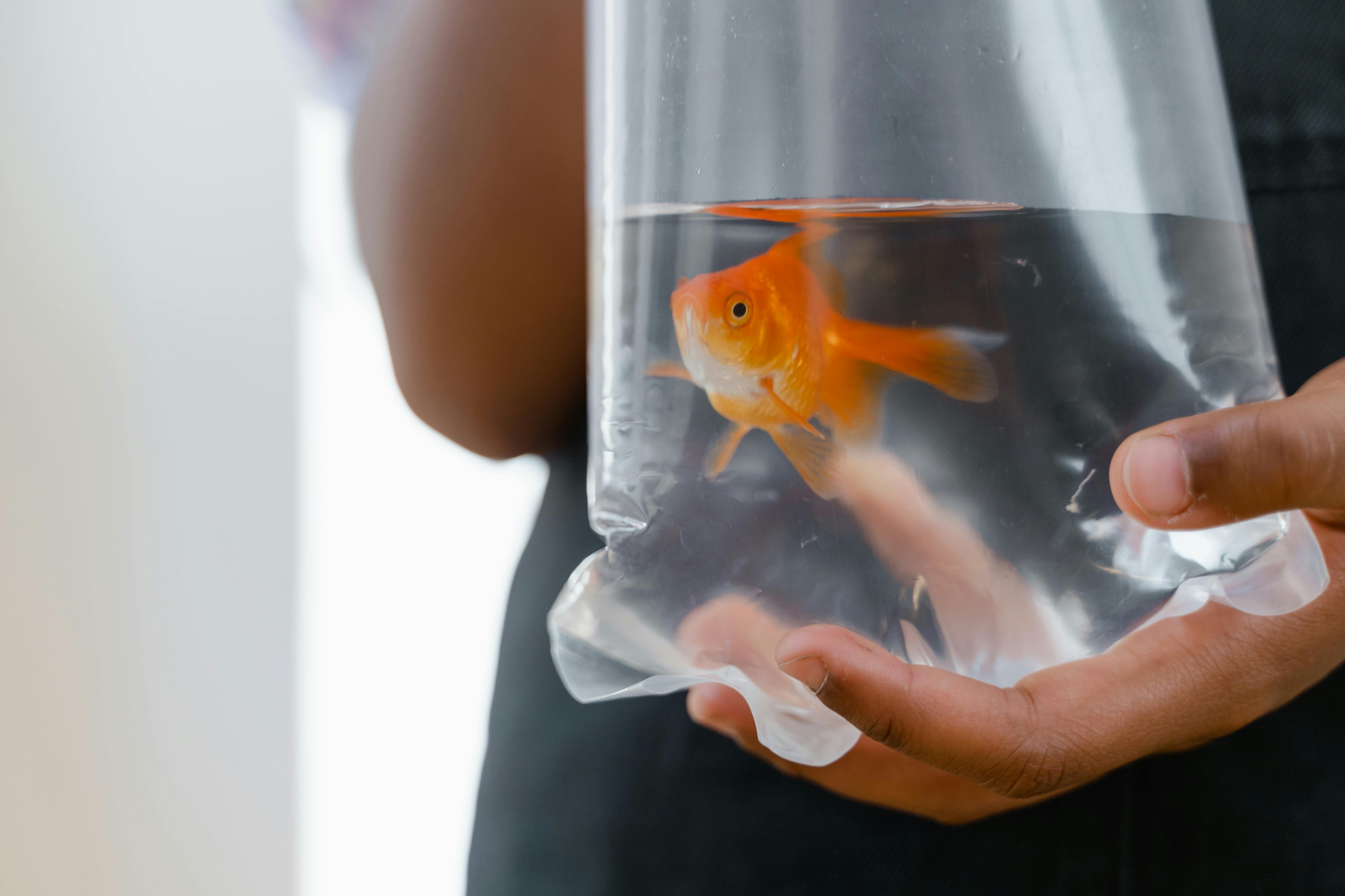 Essential Guide to Effective Roborovski Hamster Care in 2025