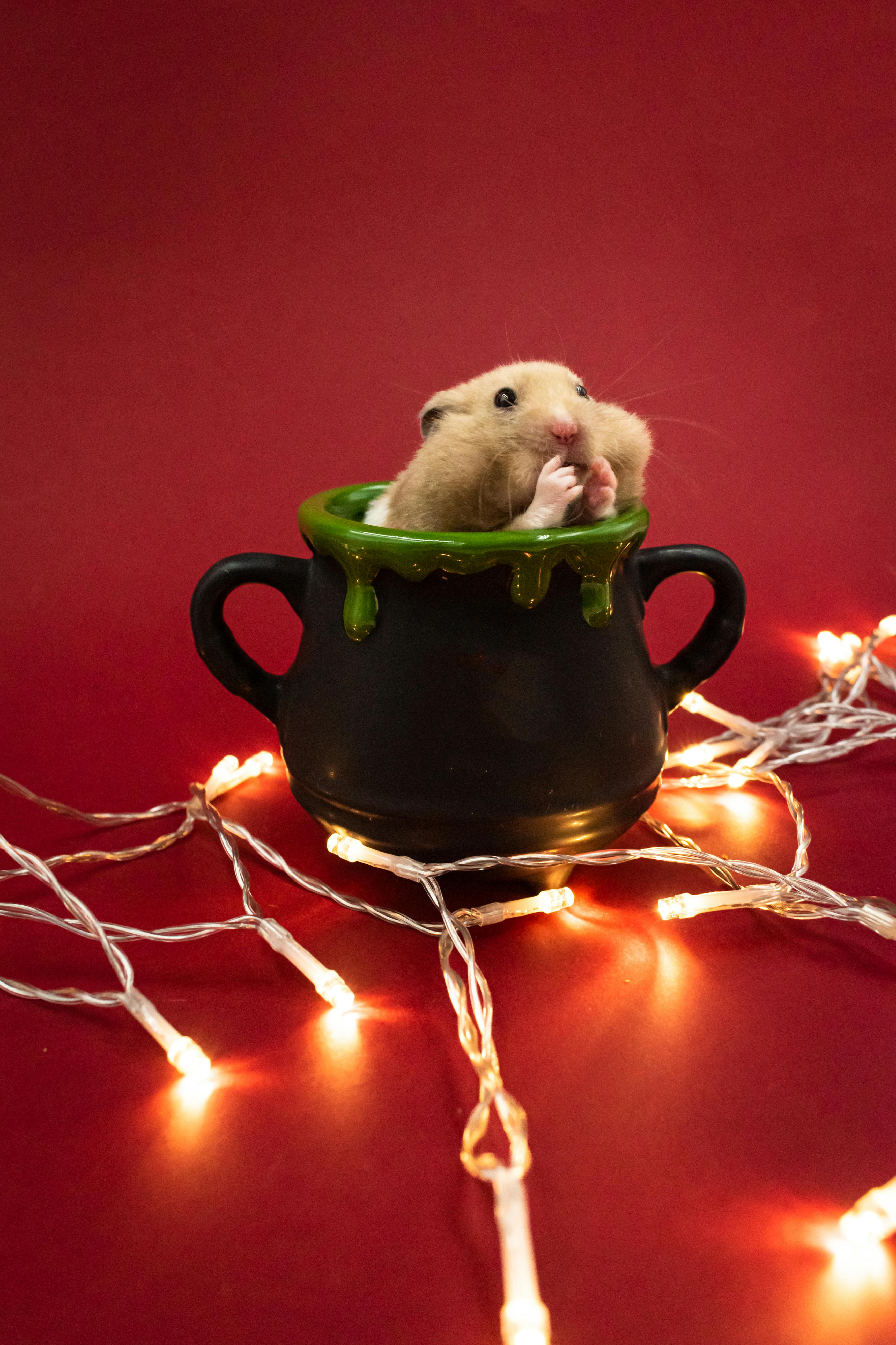 Best 5 Petco Solutions for Your Little Rock Pets in 2025