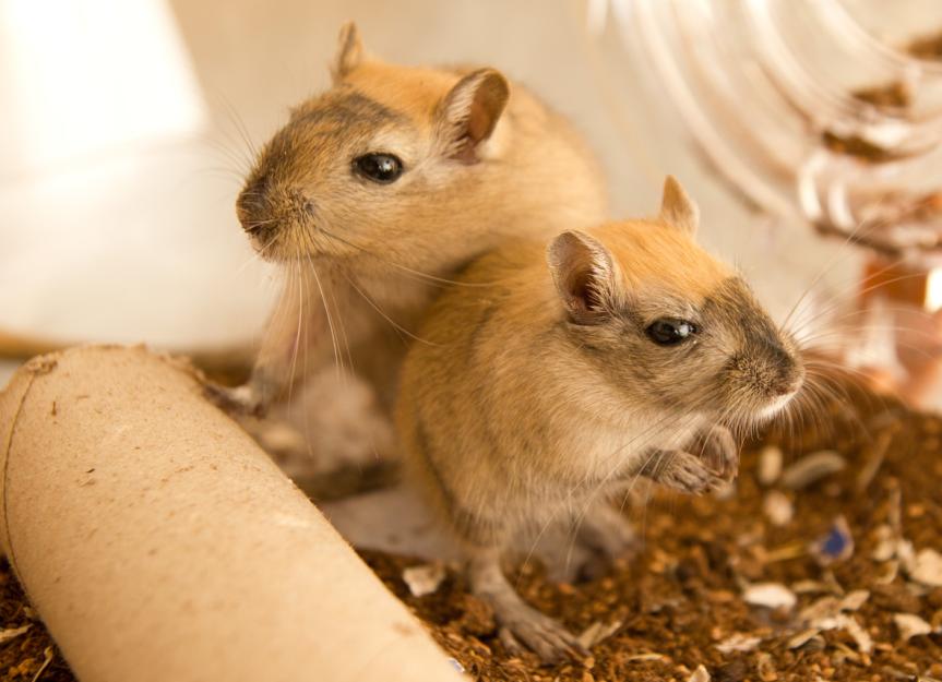 Gerbil vs Hamster Comparison