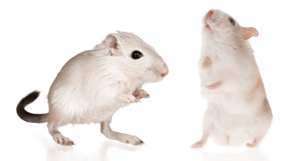 Gerbil and Hamster in Habitats