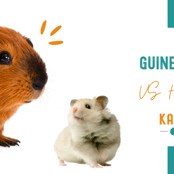 Hamster vs Guinea Pig