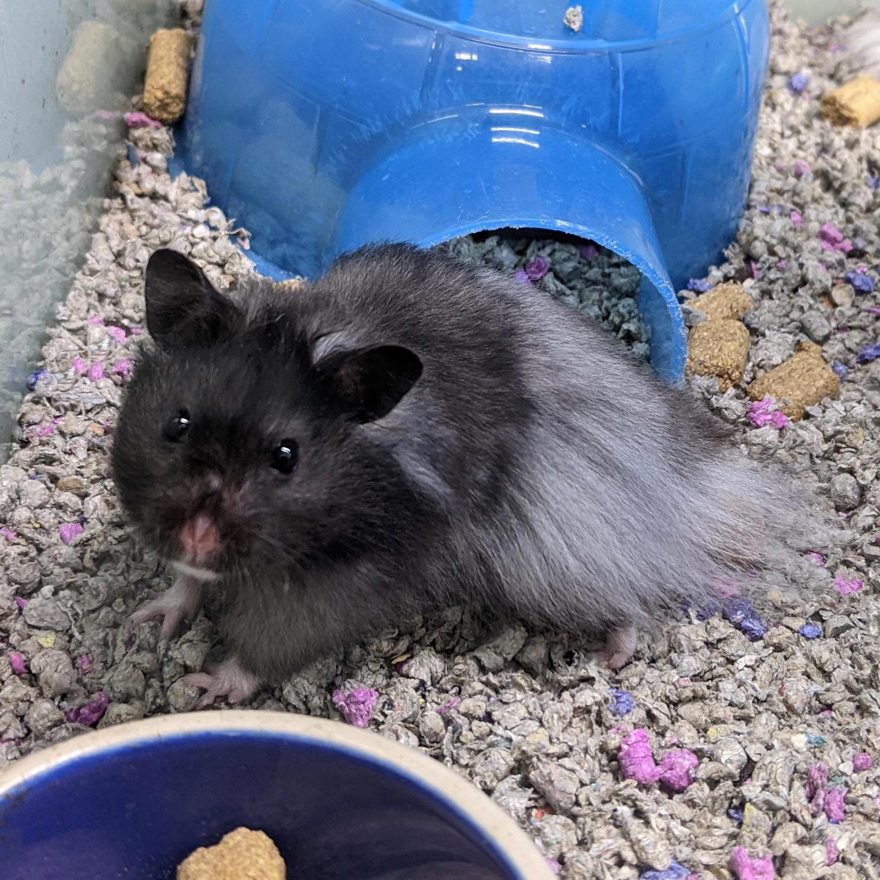 Cute hamster for sale