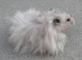 Long Haired Hamster