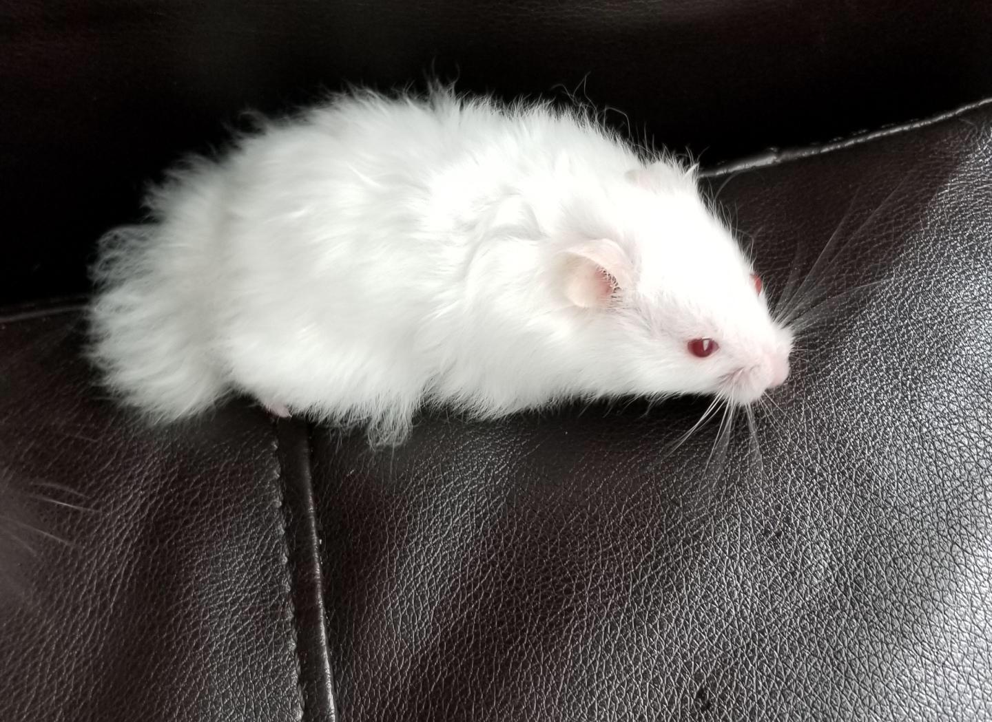 Fluffy Hamster