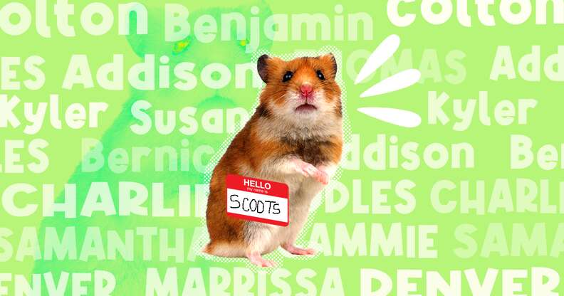 Cute Hamster Names