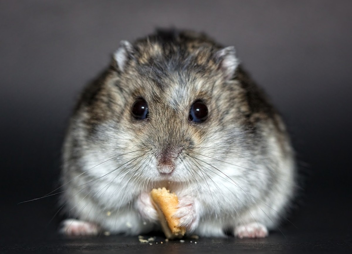 black bear hamster