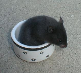 Healthy black bear hamster