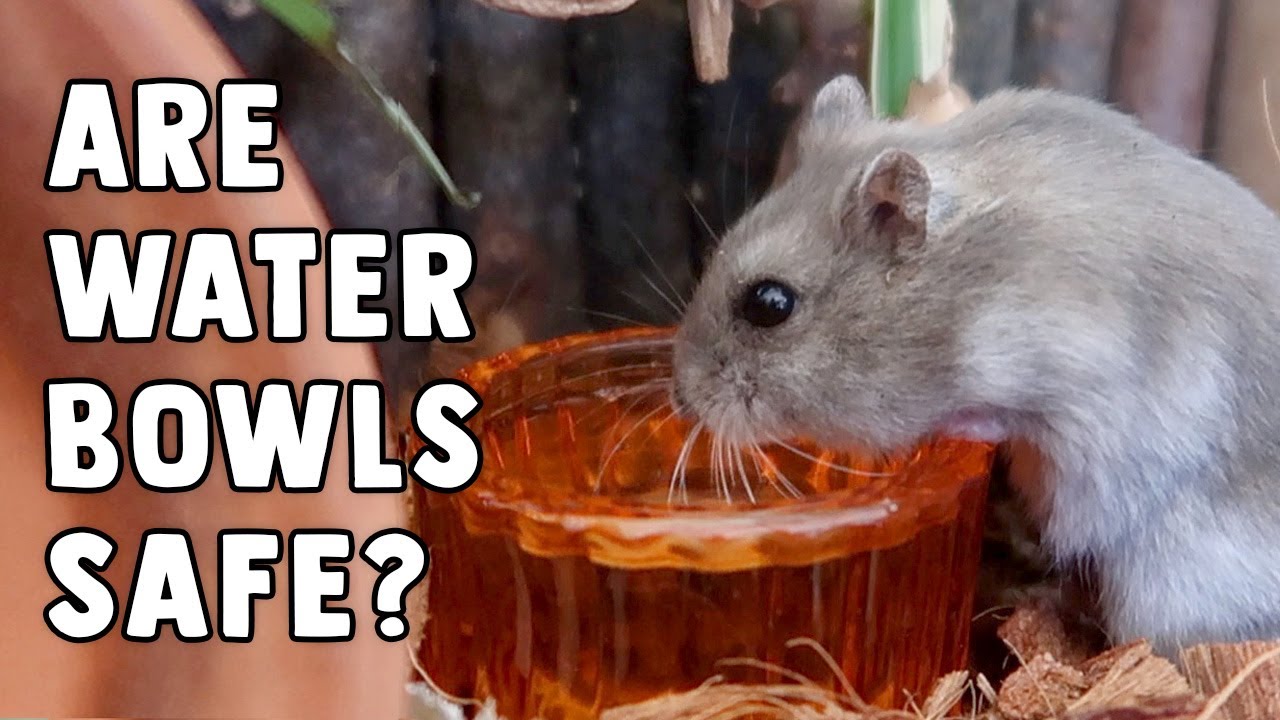 Hamster Drinking Water