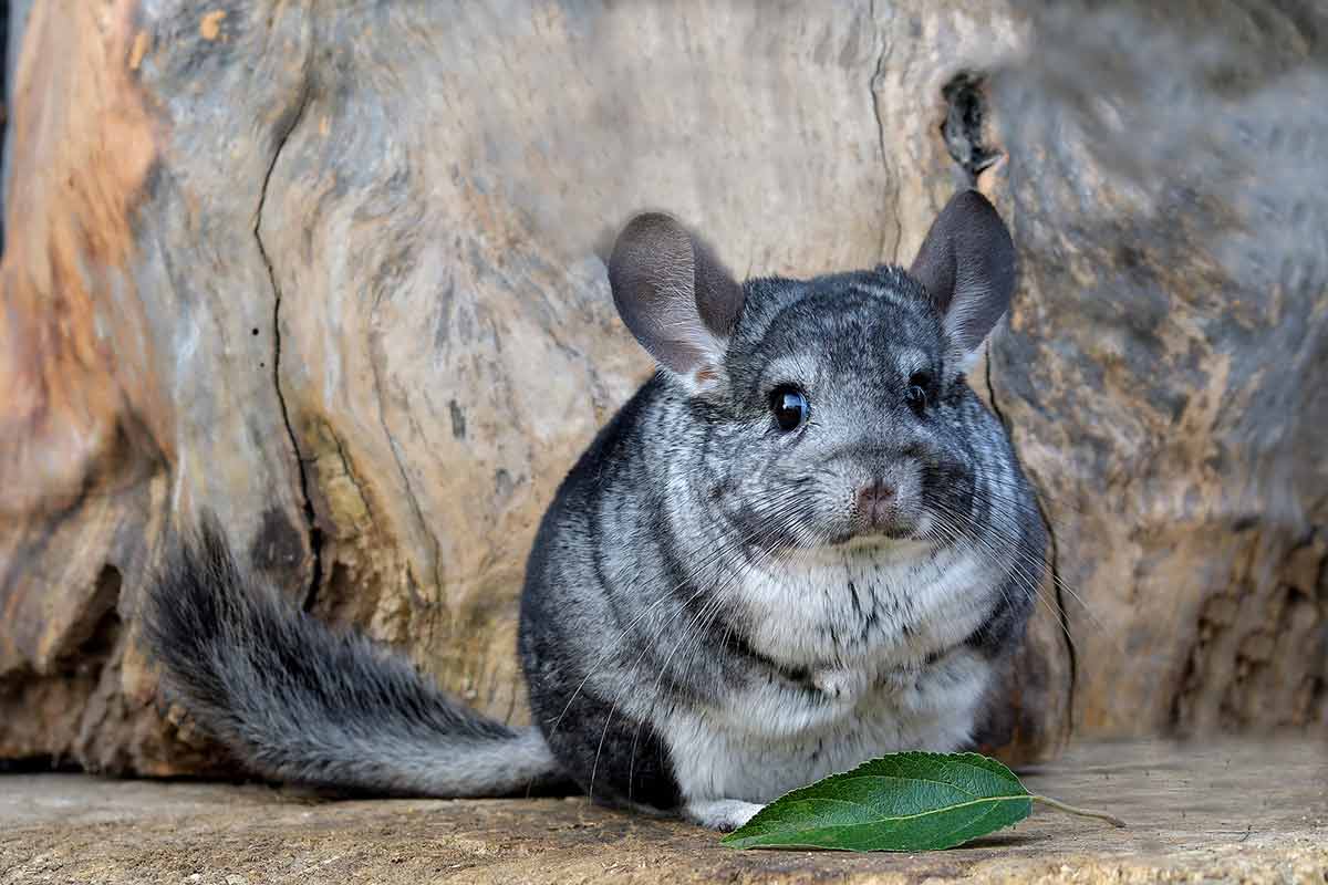 How Much are Chinchillas