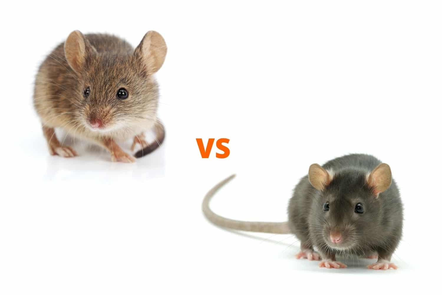 Baby Rat vs Mouse