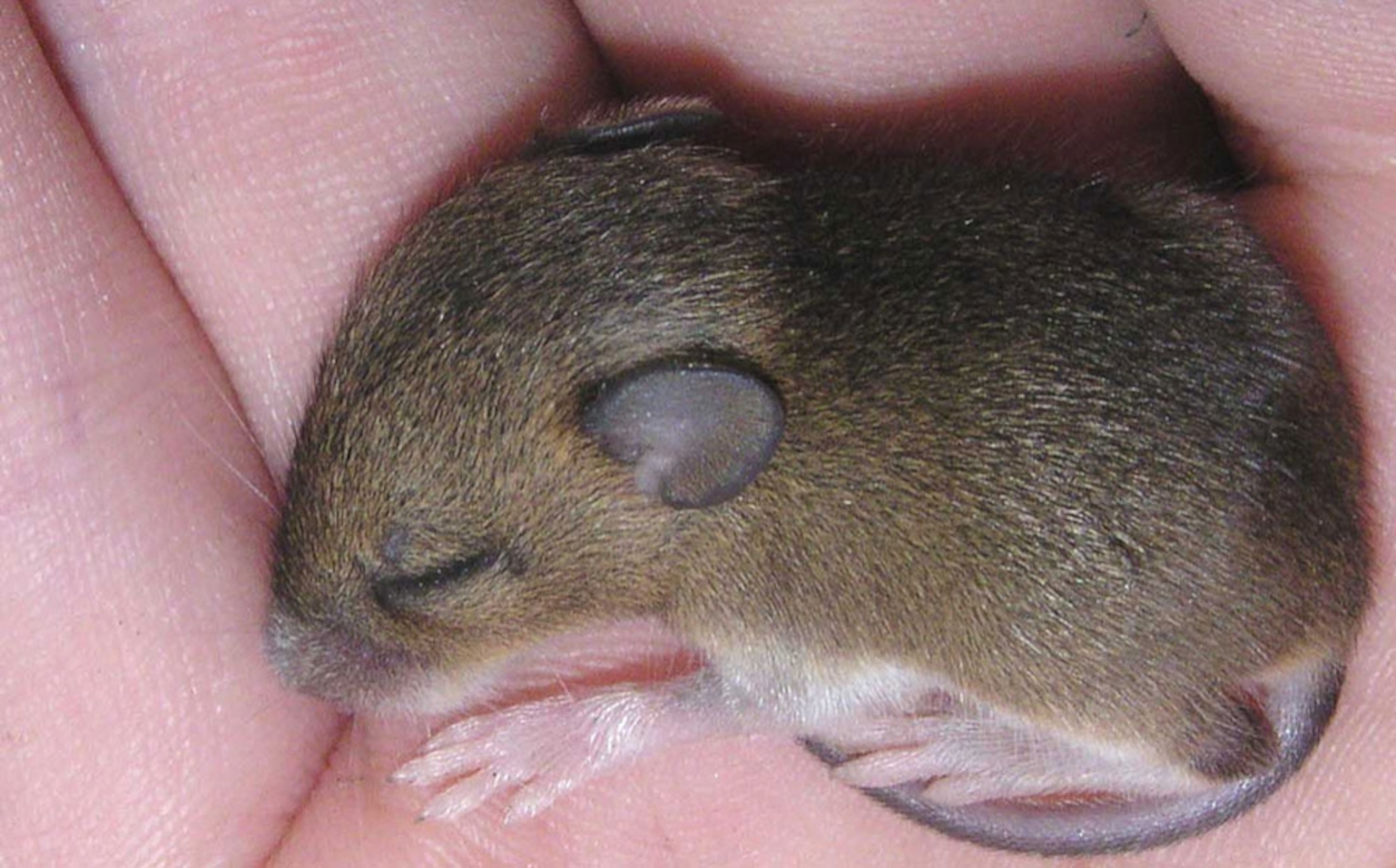 Baby Rat and Baby Mouse Comparison