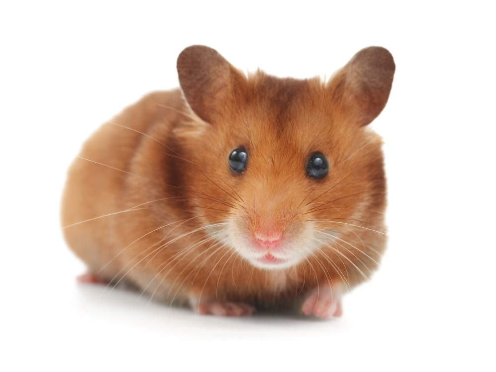 Costs of Hamsters