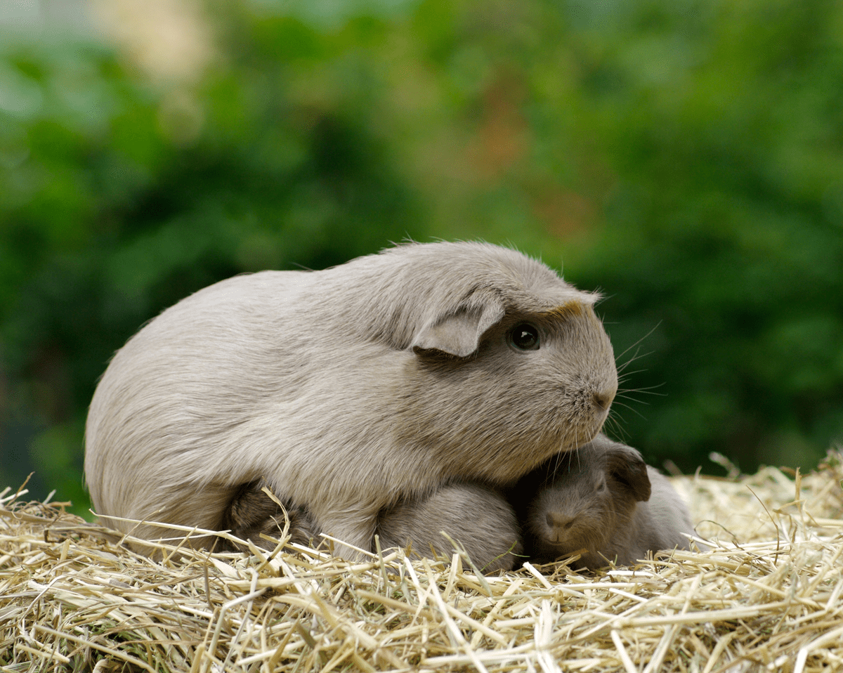 Guinea Pig Babies