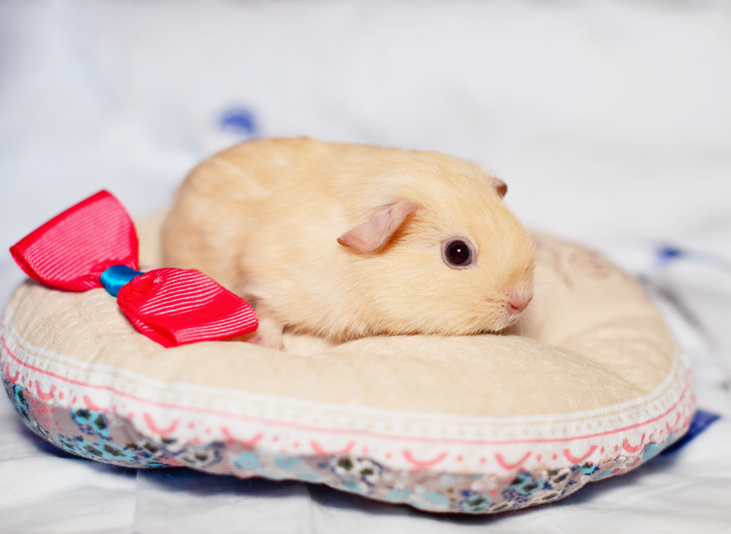 Adorable Guinea Pig Babies