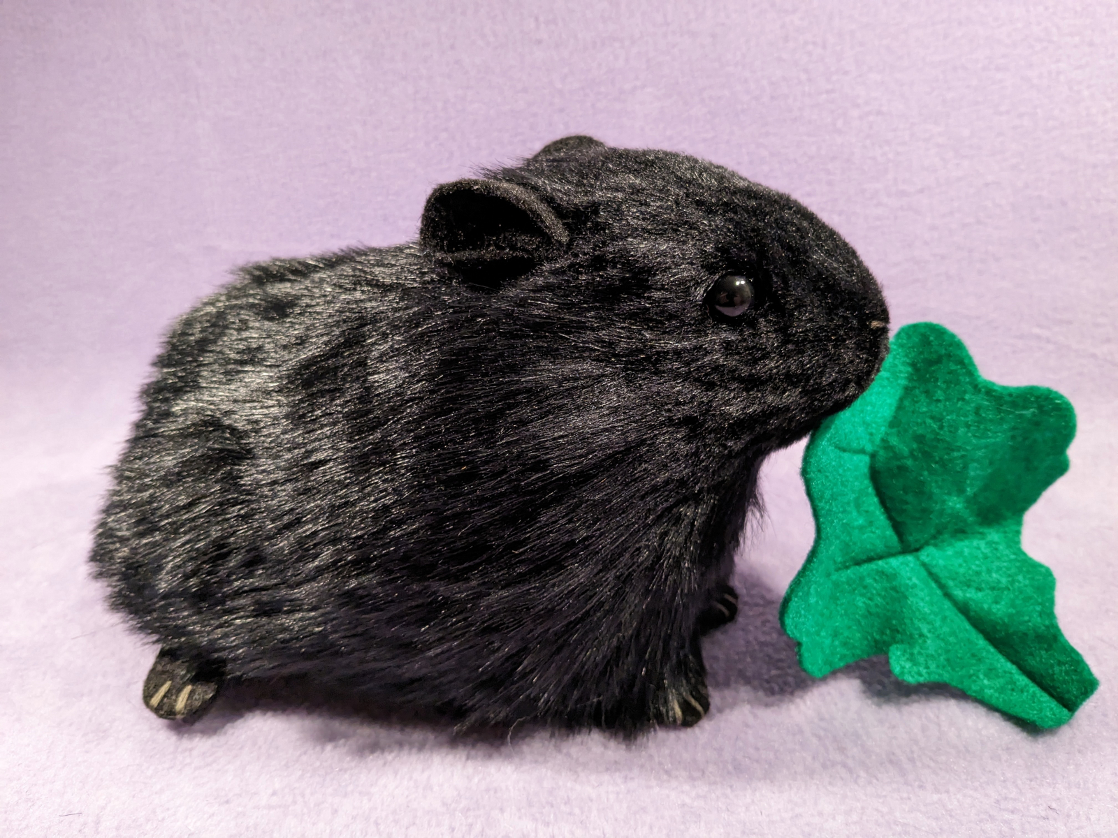 Black Guinea Pig