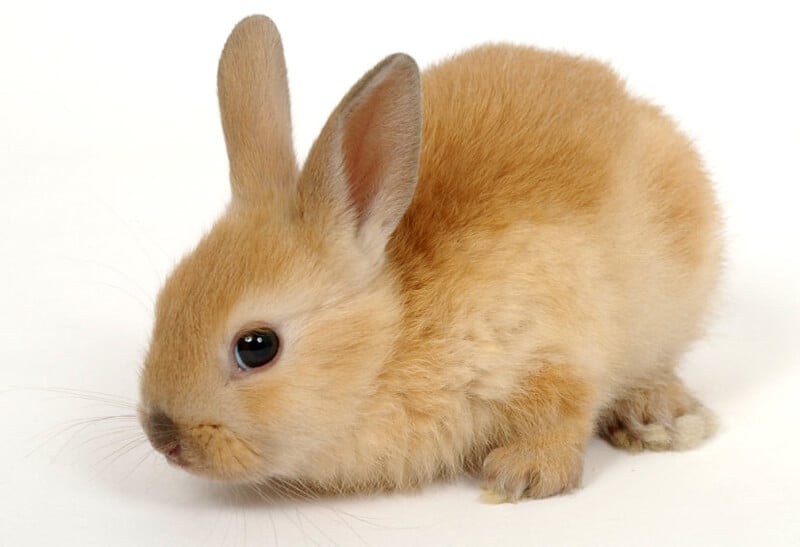 Rabbit for Sale