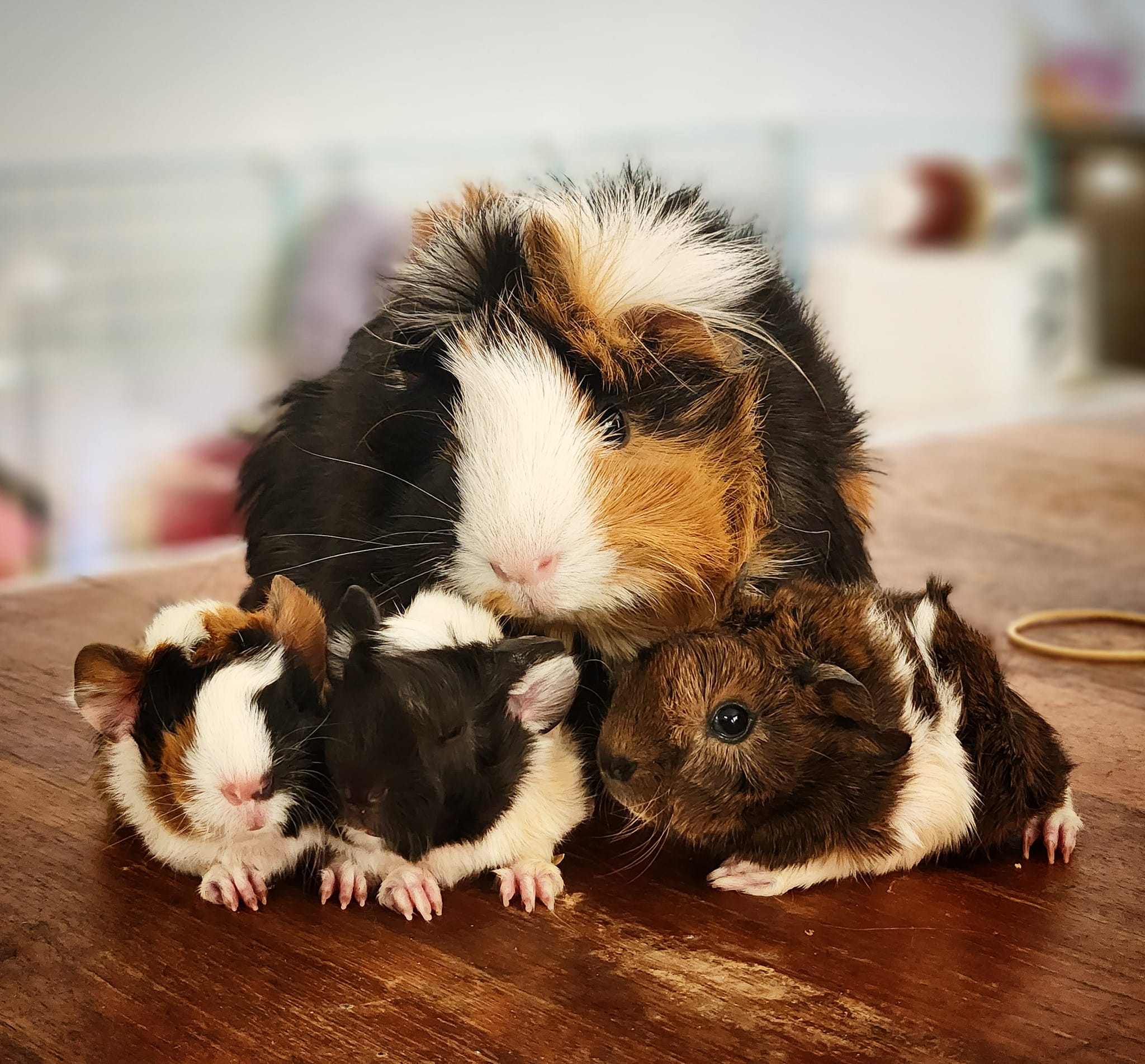 Guinea pig baby