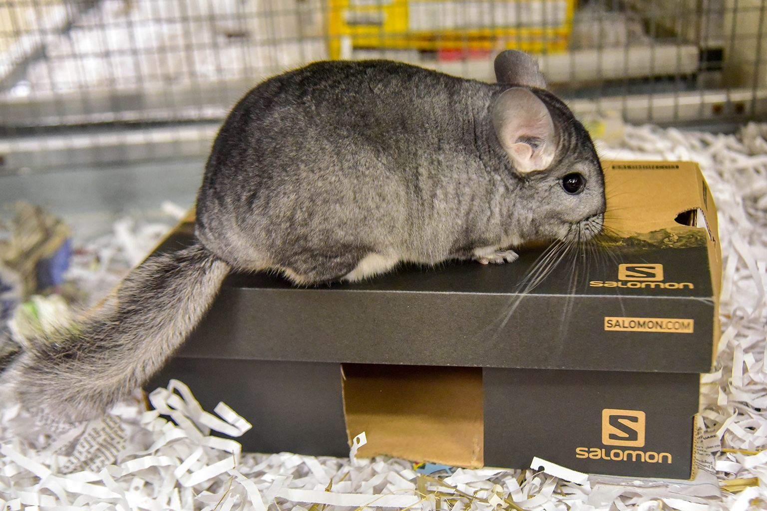 Chinchilla Care