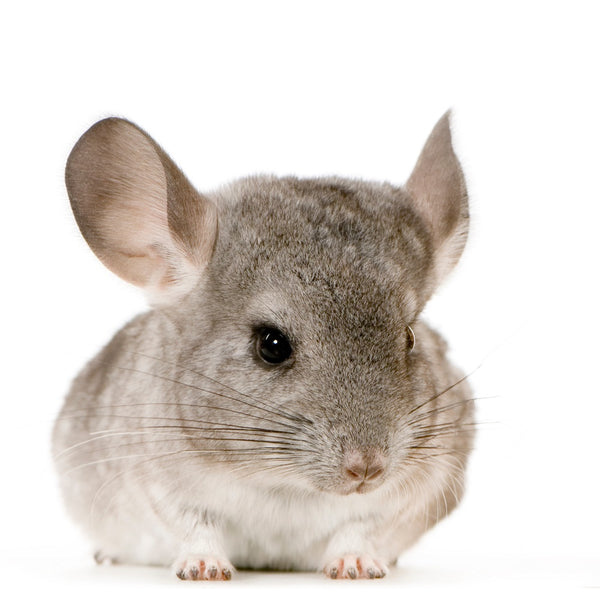 Chinchilla Breeders