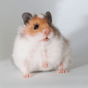 Syrian hamster family