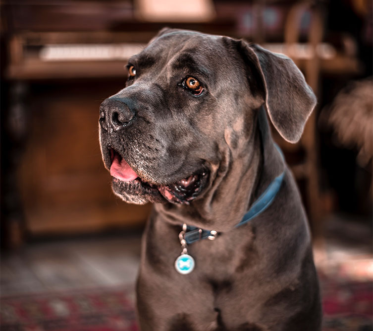 Puppies for Sale in Cincinnati