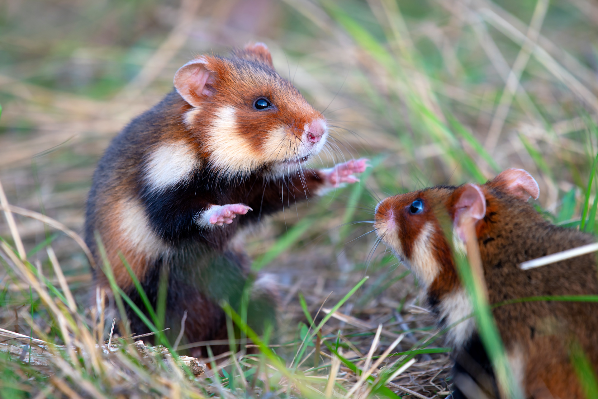 Hamster Care Related to Smell