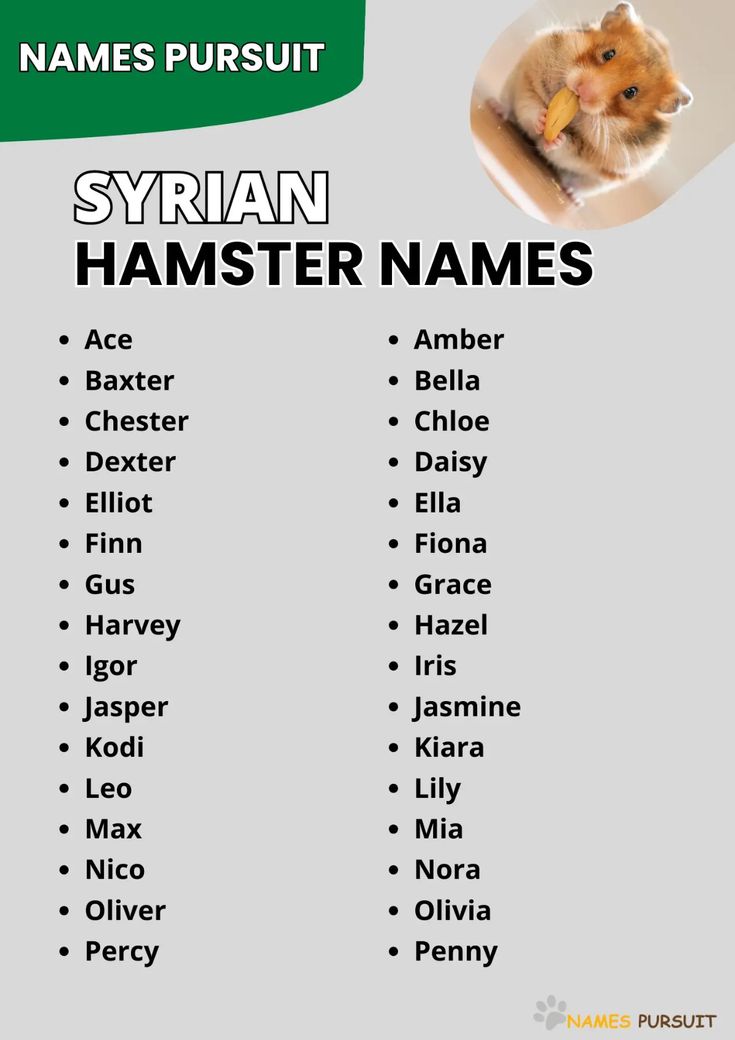 Explore names for hamsters