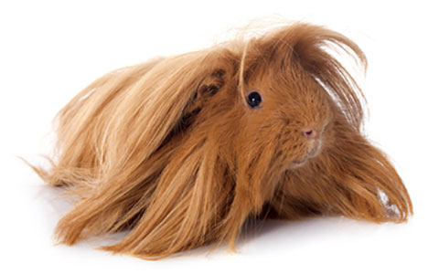 Hairy Guinea Pig