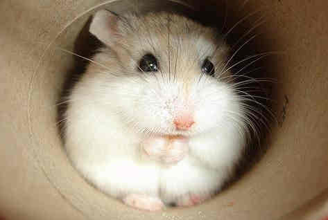 Baby Dwarf Hamster 1