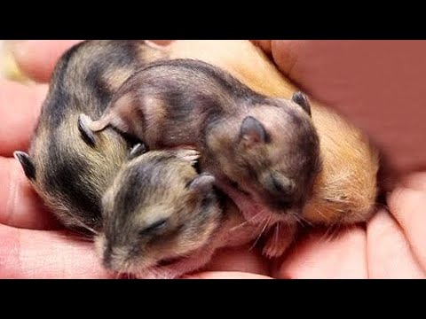 Baby Dwarf Hamster 2