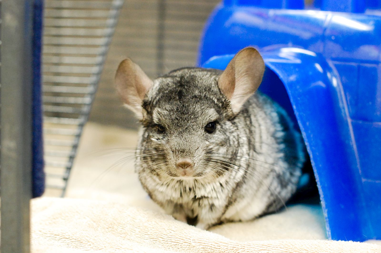 Cute Chinchillas