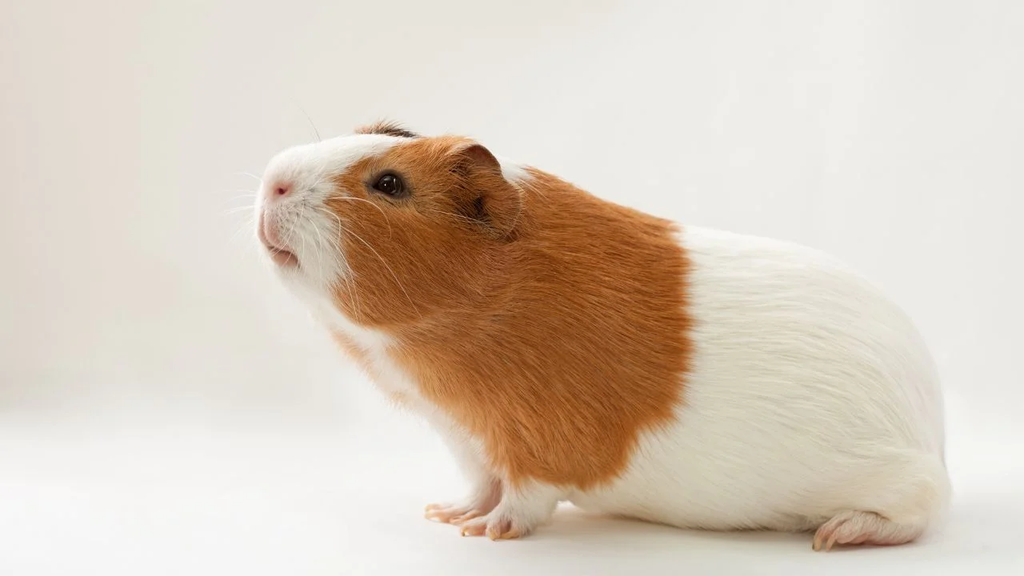 Brown Guinea Pig