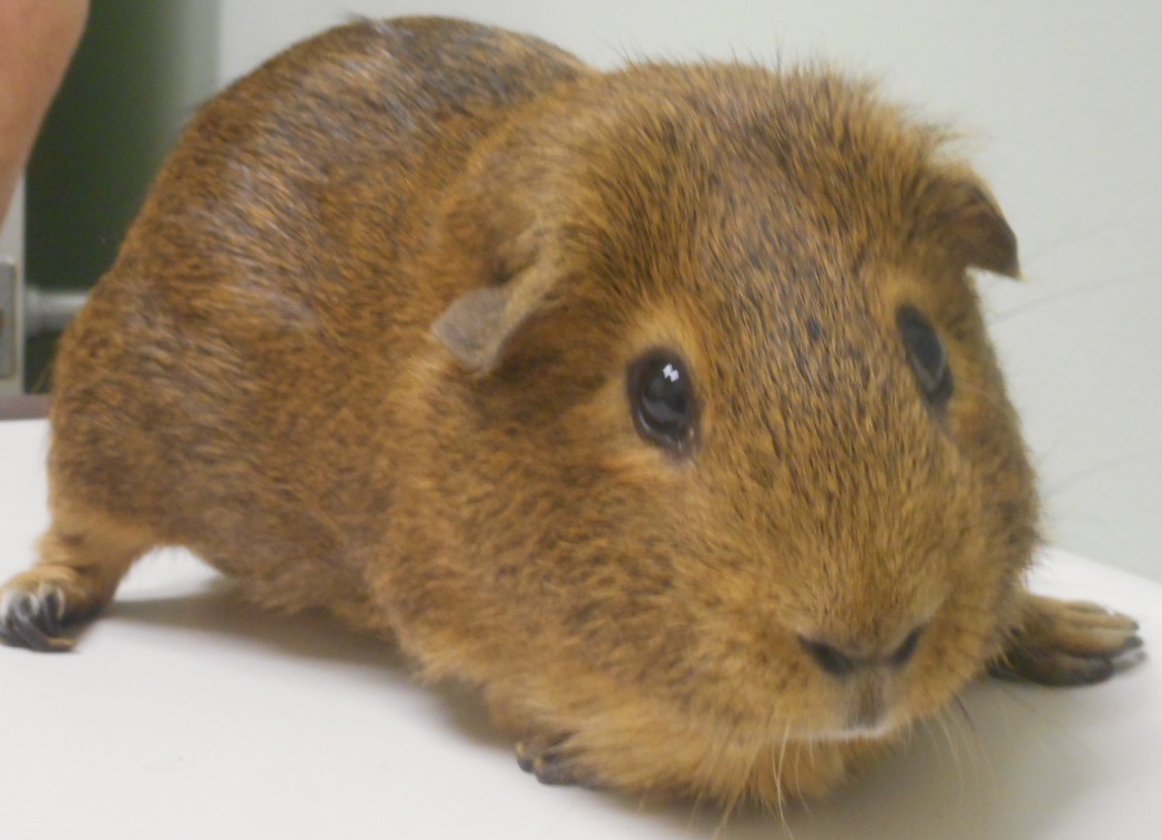 Brown Guinea Pig Together