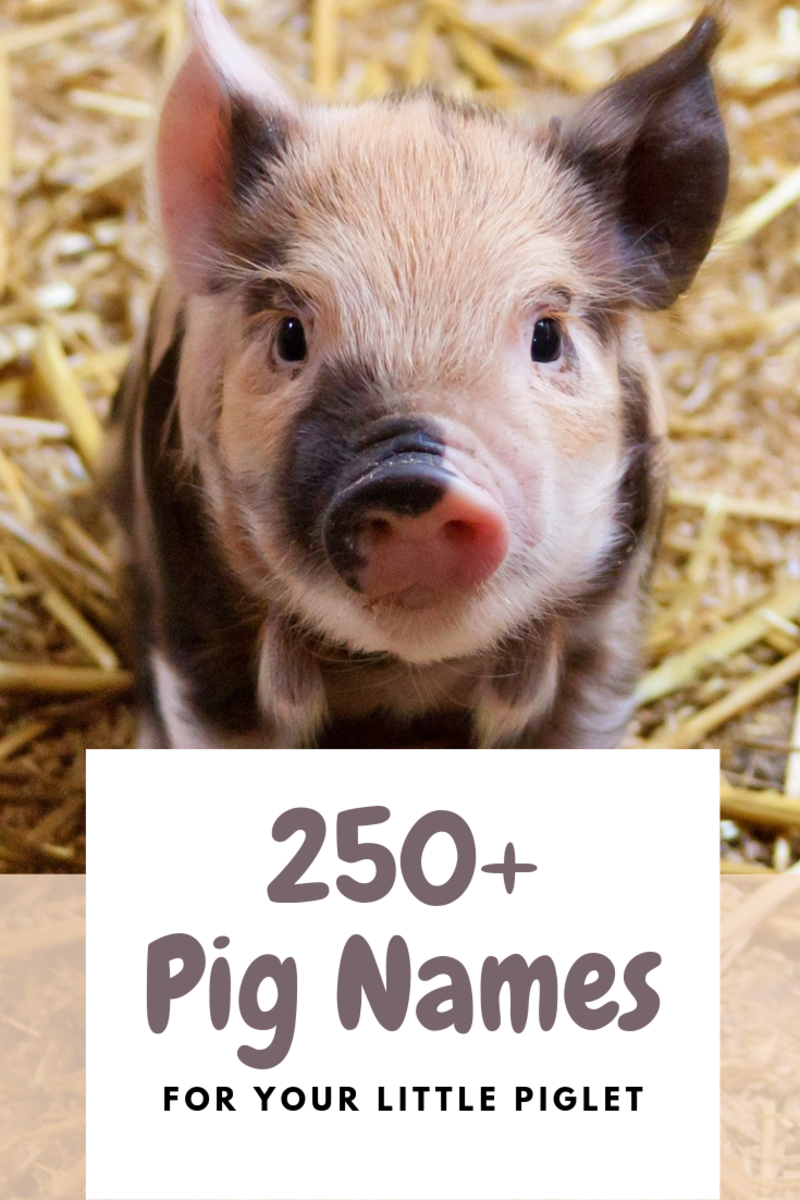 More Boy Pig Names