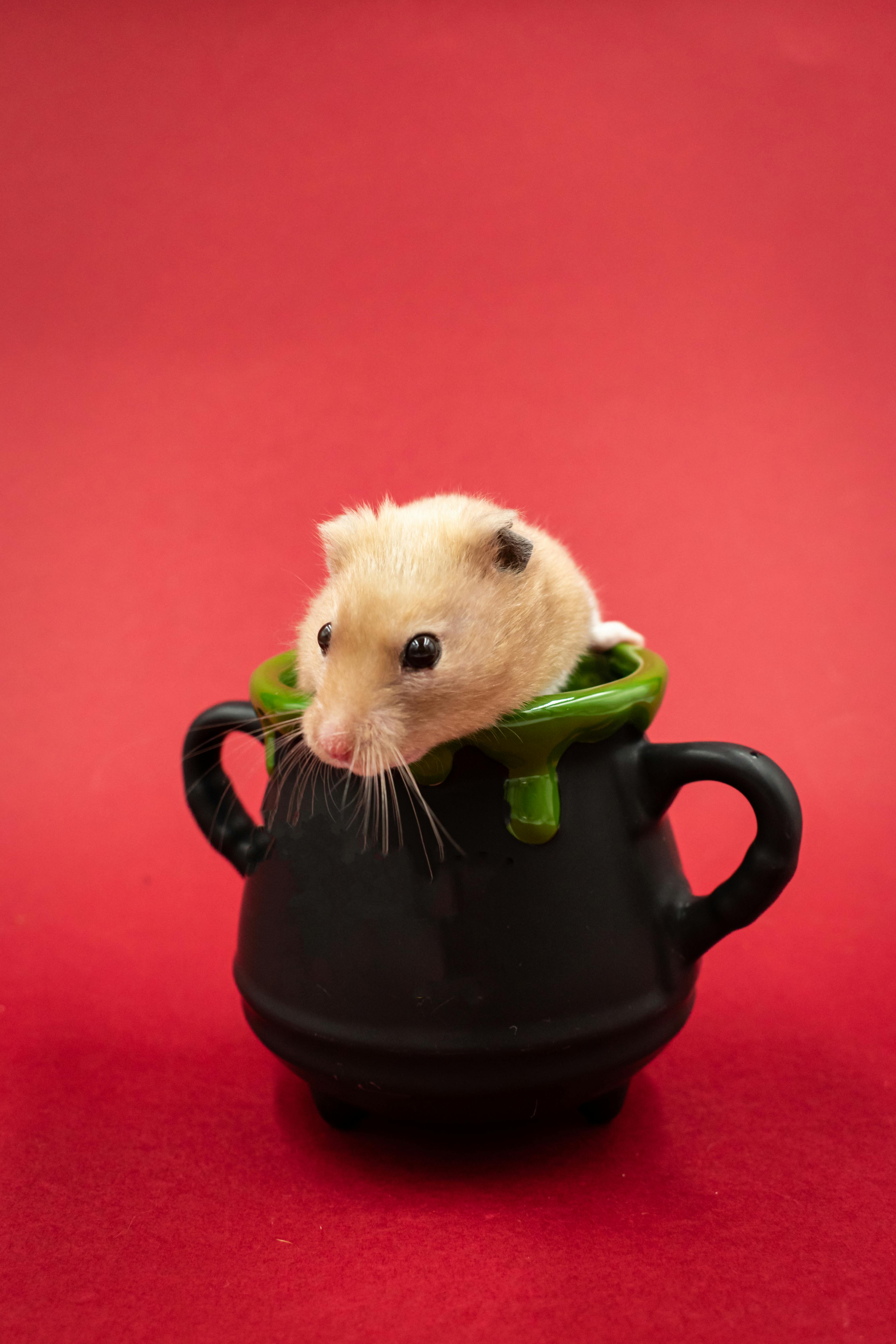 Syrian Hamster Diet