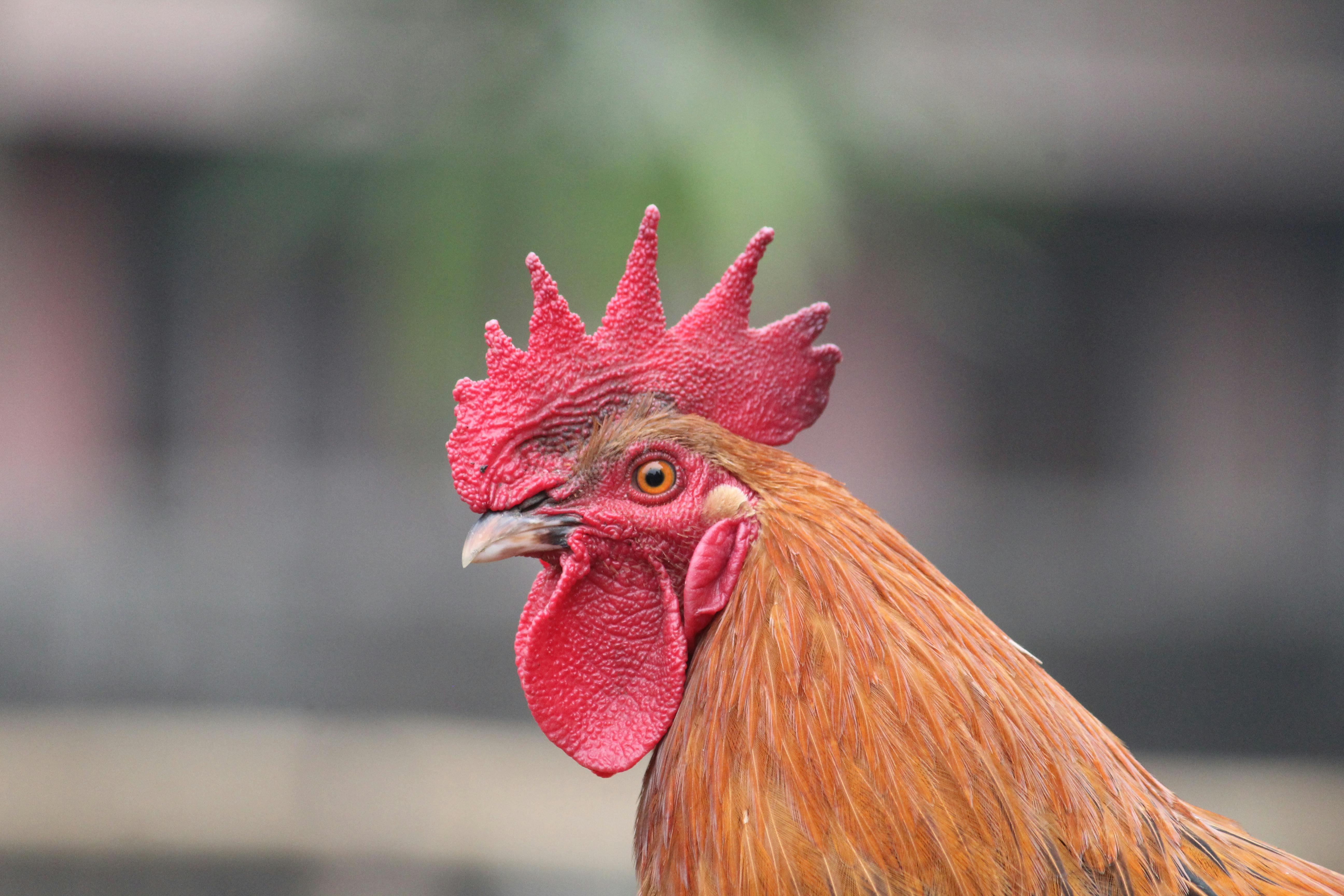 Guinea Fowl