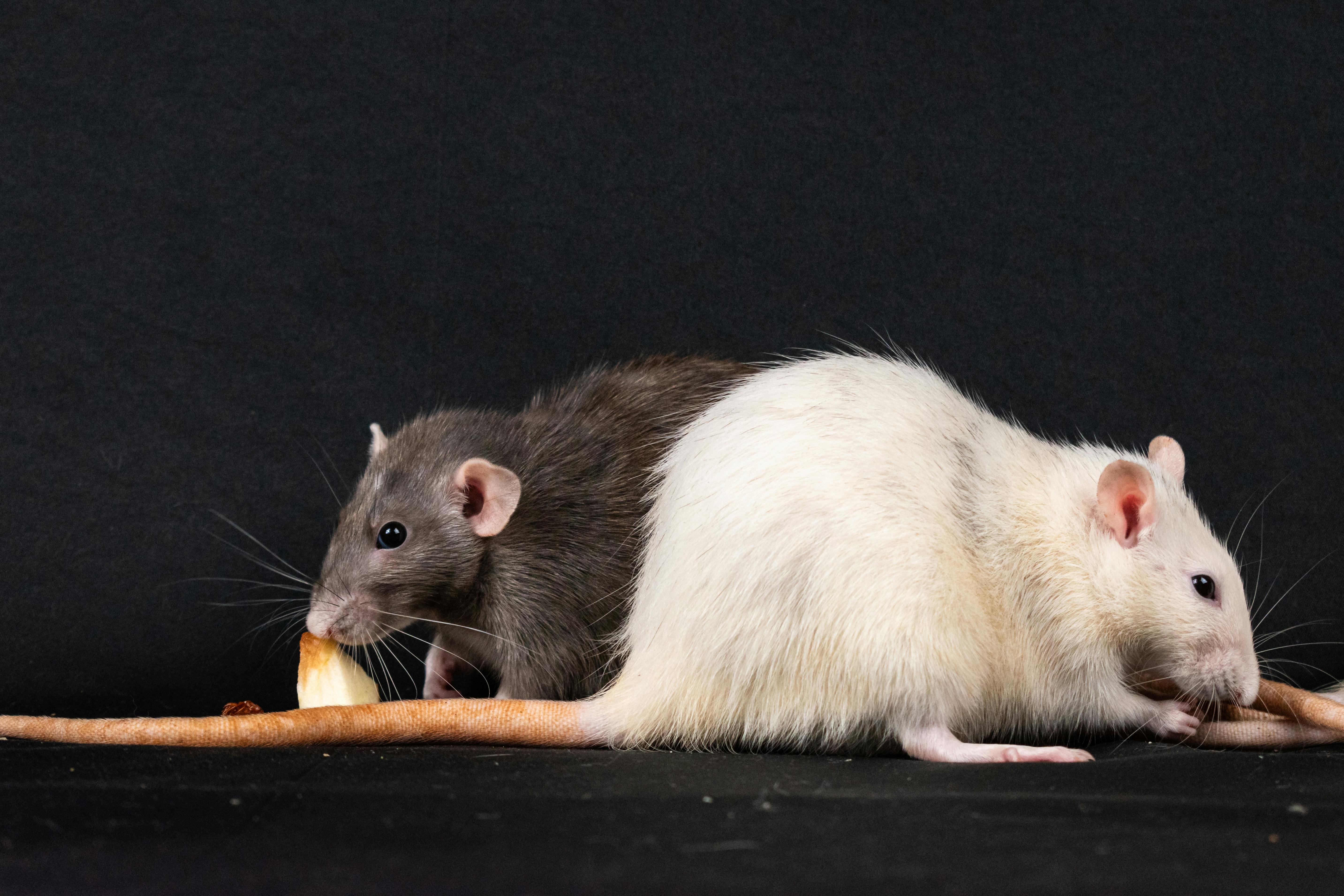 Caring for Pet Rats