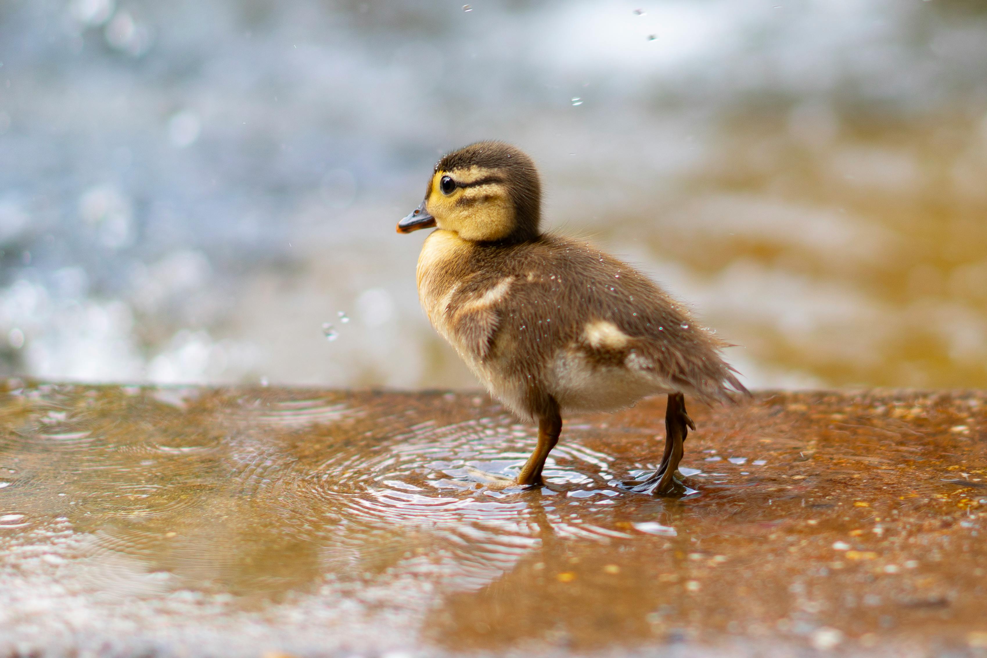 Cute Baby Animals