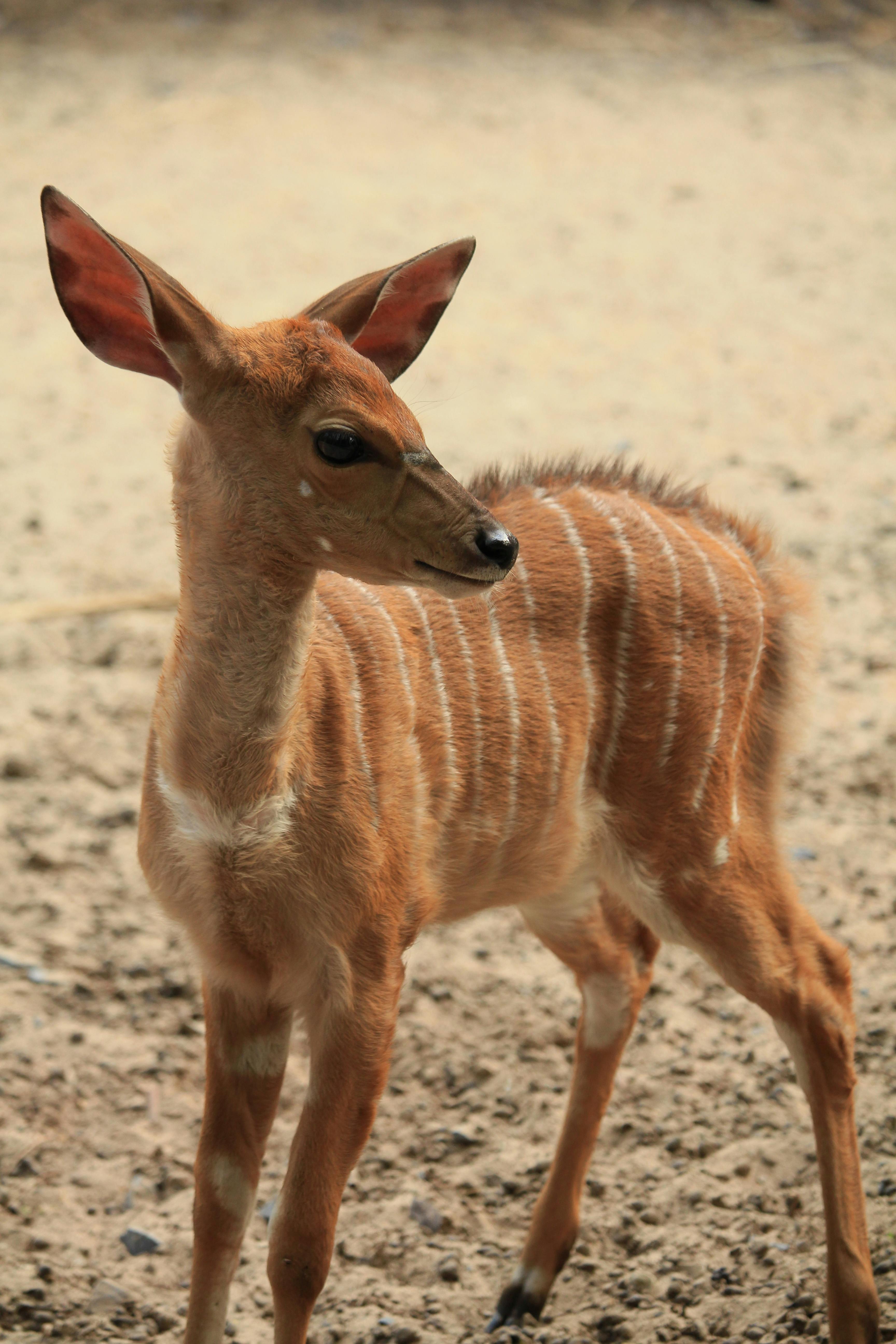 Cute Baby Animals Playing